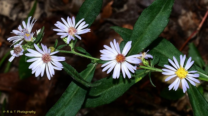 {Symphyotrichum pilosum}